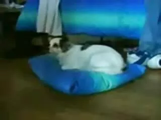 مقعد فیلم پورن دوبله شده شدید